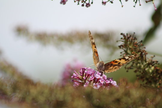 Belle-Dame ou Vanesse des chardons, Vanessa cardui sur un buddl&eacute;ia