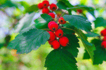 Thorny shrub hawthorn. berries and leaves. autumn background.