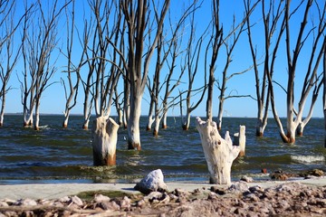 arboles secos por el salitre en el Lago Epecuen, Argentina