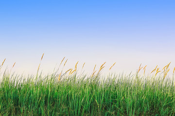 Fototapeta premium green grass with spikelets against the sky.