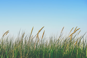 Fototapeta premium green grass with spikelets against the sky.