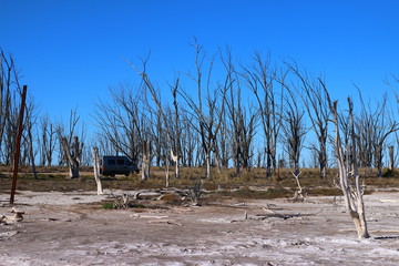 arboles secos por el salitre en el Lago Epecuen, Argentina