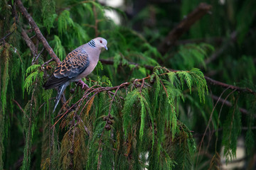 Oriental Turtle Dove