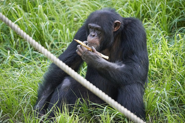 チンパンジー