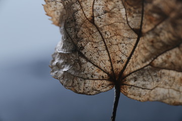 Leaf
