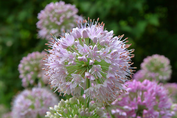 Spherical inflorescences of a decorative onion.