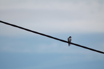 Hirondelles sur le départ © Shikisojin