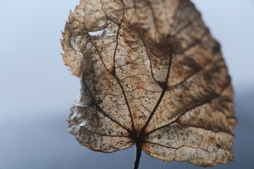 Leaf