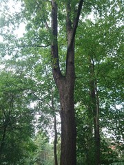 Natur. Hannover. Park.