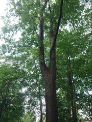 Fototapeta premium Natur. Hannover. Park.