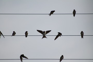Hirondelles sur le départ © Shikisojin
