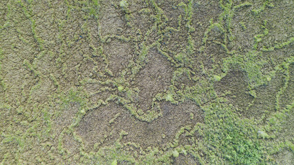 Texture of green swamp in a nature reserve area in the Finland. An abstract view of moss and grass.
