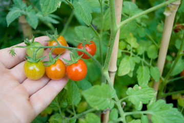 bunch cherry tomatoes, green, orange, ripe red (nuance), ready to be harvested from the hand of farmer, agriculture, food, diet, vitamins, nutrition, summer, Italy