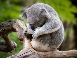 Obraz premium Sleepy and cuddly Koala in a tree, Australia