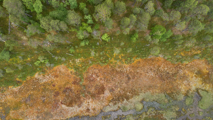 Obraz na płótnie Canvas Aerial view on the forest and abstract texture of swamp. Beautiful natural landscape from above at the summer time.