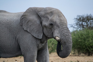 Close-up of an elephant drinking water and feeding with his trunk in his mouth, while standing straight in the african wilderness