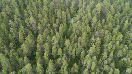 Beautiful panoramic photo over the tops of pine forest at summer in Lapland. Aerial view. 
