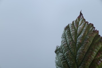 Leaf