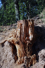 Legno spaccato e rugoso assolato