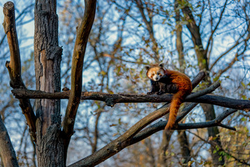 Red panda animal
