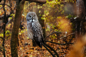 Owl rest on the branch natural background