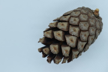 Pine cones from a conifer tree.