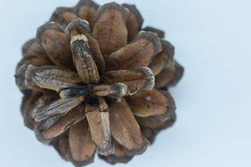 Pine cones from the conifer tree