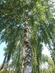 Fototapeta premium Natur. Hannover. Park.