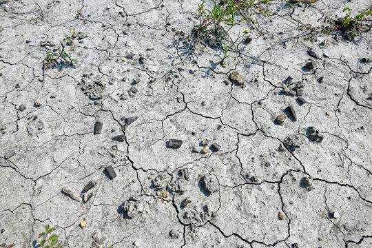 Donnerkeile (versteinerte Belemniten) &uuml;berdecken den Boden - Belemnoids 