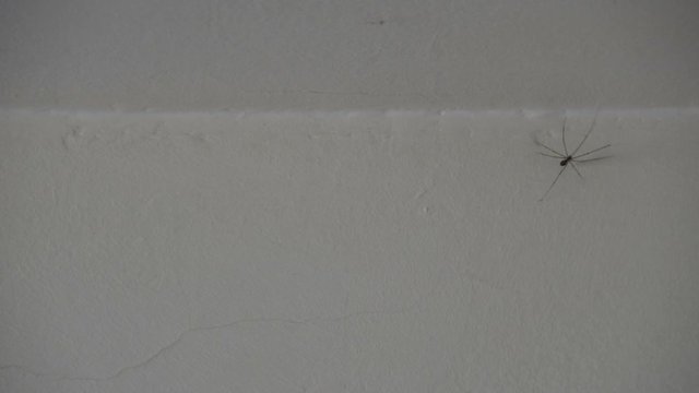 Long Legs Spider - Cellar Spider - Dady Long Legs Spider (Pholcidae) on The White Wall