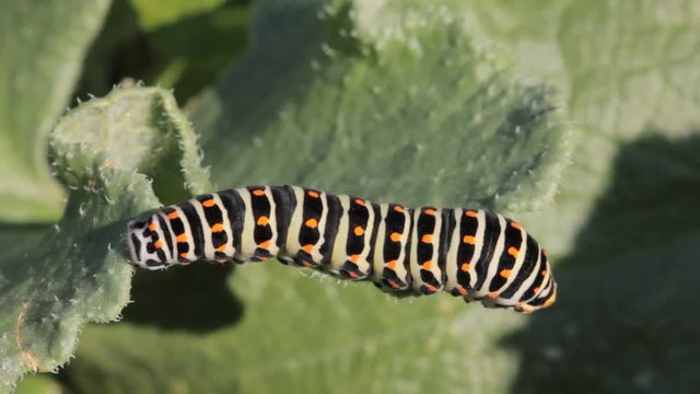 Adult caterpillar sp. Papilio Machaon resting on branch in the wild Closeup video 