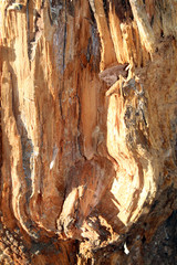 Ceppo di albero morto spaccato