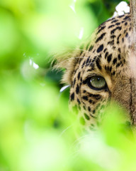 Eye of the Leopard