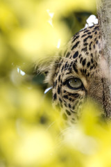 Eye of the Leopard
