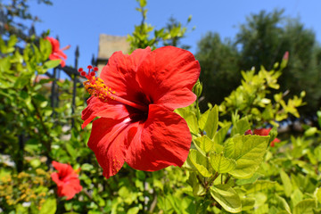 Hibiskus (Hibiscus) © Ilhan Balta