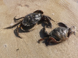faune du littoral - crabes
