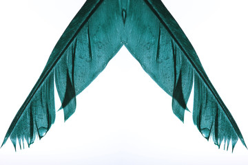 Bird feather / Feathers of large birds have been and are used to make quill pens.