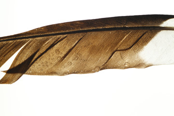 Bird feather / Feathers of large birds have been and are used to make quill pens.