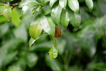 Obraz premium leaves of a tree