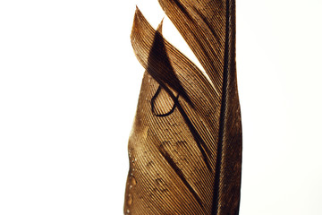 Bird feather / Feathers of large birds have been and are used to make quill pens.