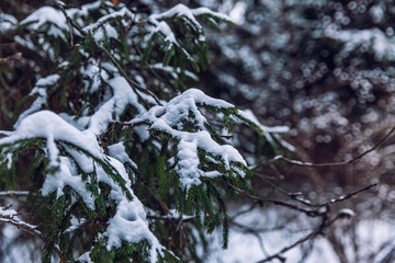 Beautiful dense coniferous winter forest. Beautiful dramatic landscape.