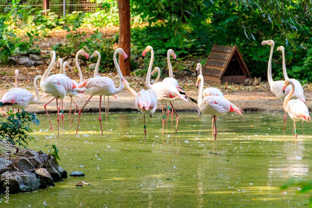 Poster Greater flamingo (Phoenicopterus roseus) is the most widespread species of the flamingo family