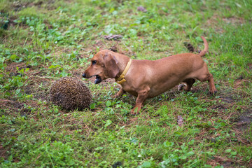 Miniature Dachshund hunting on hedgehog