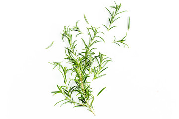 Green branchs and leaves of rosemary isolated on a white background. Мedicinal herbs. Flat lay. Top view