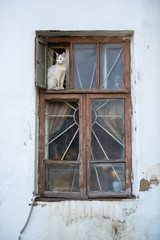A white cat sitting on a window sill looking outside.