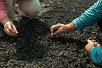 Farmer hands planting young onion in the soil.People hand sowing seed in the vegetable garden.Agriculture farming concept.