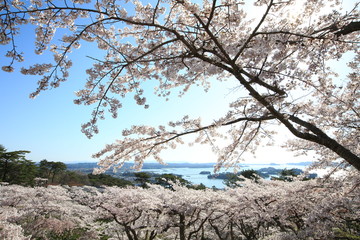 《Miyagi Prefecture, Japan》 Sakura in Matsushima