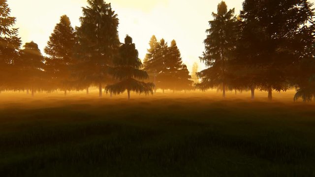 Pine forest against magical sunset, camera flight 4K