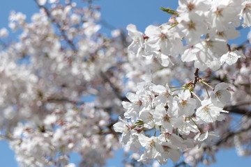 Obraz premium 桜