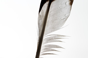 Bird feather / Feathers of large birds have been and are used to make quill pens.